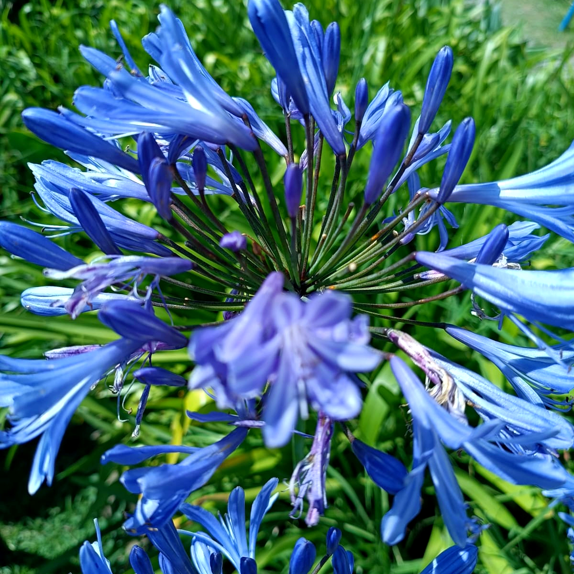 A close-up view of a cluster of vibrant blue flowers with elongated petals, surrounded by lush green foliage. The flowers are densely packed at the center, with the long stems radiating outward, creating a starburst effect. The sunlight enhances the vivid blue color, adding depth and contrast to the overall image.