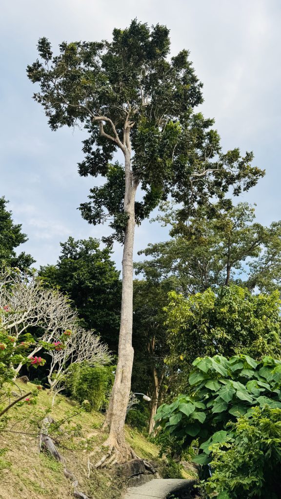 A tall, slender tree with a straight light gray trunk stands on a grassy hillside, with dark green foliage at the top, surrounded by smaller tropical trees, plants, a stone path, and rocks under a pale blue sky.