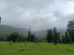 Lush green field with scattered trees and mist-shrouded, forested mountains under a grey, cloudy sky.
