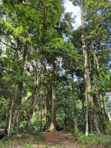 
A lush forest scene featuring tall trees with dense green foliage under a clear blue sky.