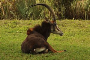 A antelope-like animal is sitting on green grass, with its head turned slightly to the side, showcasing its long, curved horns and distinctive facial markings. The background features tall grass and foliage, contributing to a natural setting.