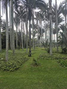 
A lush garden featuring tall palm trees and neatly arranged greenery.