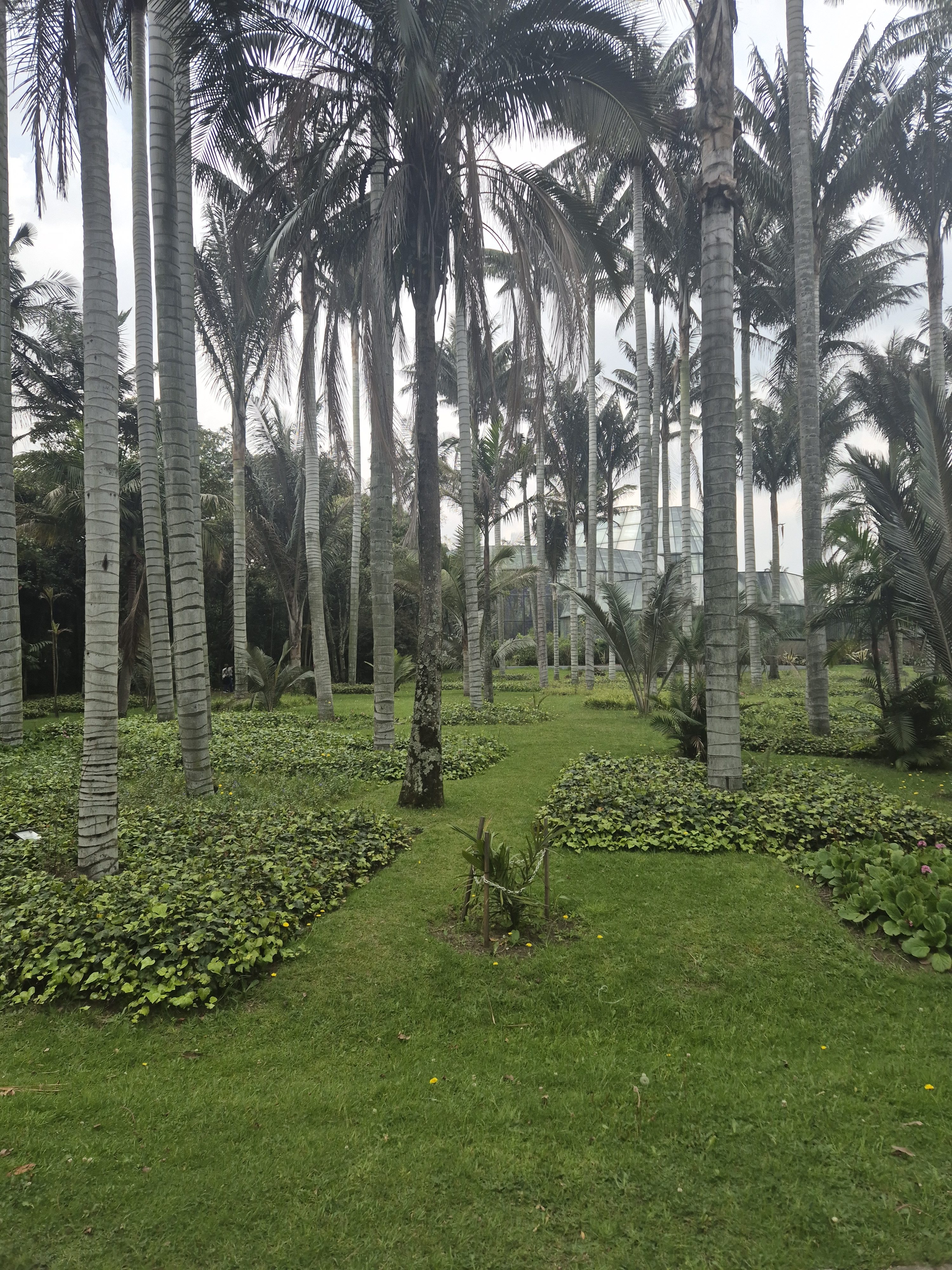 A lush garden featuring tall palm trees and neatly arranged greenery.
