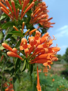 A close-up of vibrant orange trumpet-shaped flowers in clusters on green leaves, with some blooms open and others in bud, set against a blue sky.
