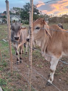
Three cows stand side by side behind a barbed wire fence in a grassy field. 