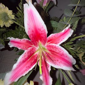 Close-up of a pink stargazer lily with white edges and dark speckles, with long stamens and green leaves around it.