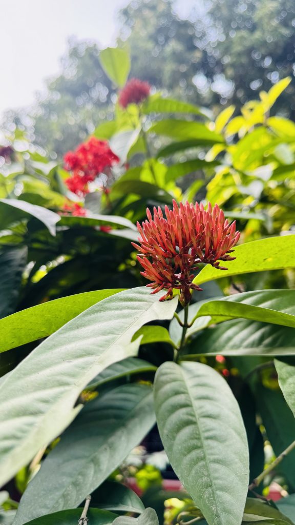 A close-up of bright red ixora buds clustered on a green stem, surrounded by oval green leaves, with soft blurred blooms in the background.