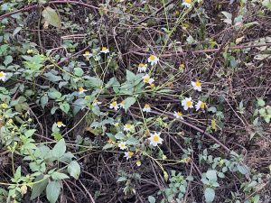 Wild plants with small white and yellow flowers grow among tangled brown branches. The scene conveys a natural, rustic atmosphere.