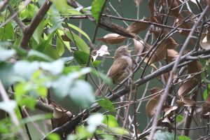 A Brown-flanked Bush Warbler perched on a branch among surrounding twigs and branches.
