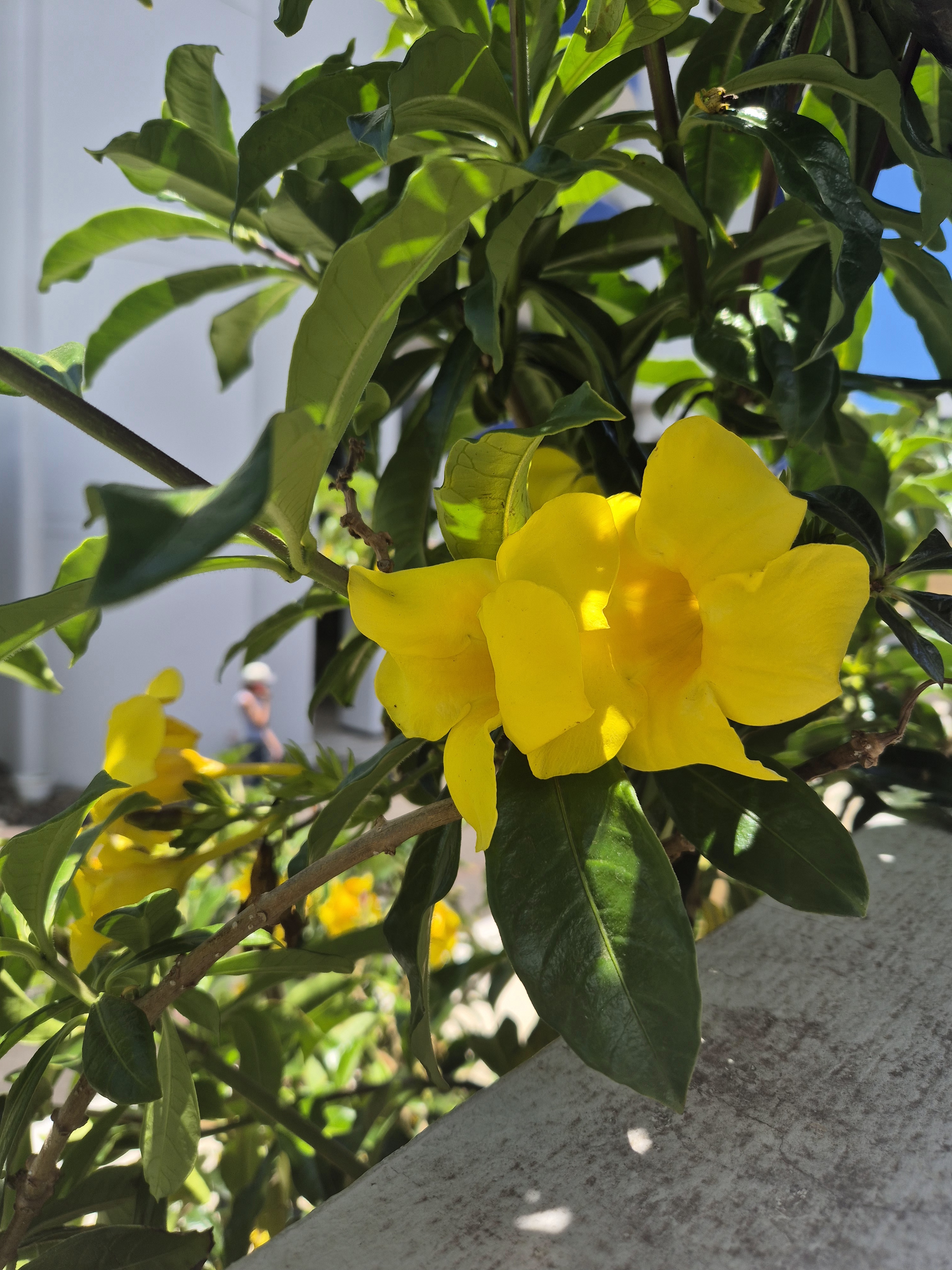A close-up of vibrant yellow flowers surrounded by green leaves, with some flowers prominently displayed in the foreground.