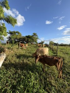 A serene pasture scene featuring several cows grazing on lush green grass under a bright blue sky dotted with a few clouds