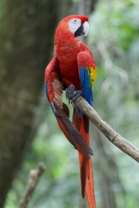 Red macaw perched on a branch at Zoo Ave in Costa Rica.