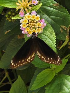 A black butterfly with white spots rests on green leaves, with pink and yellow flowers blurred in the background.
