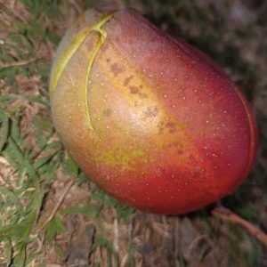
A close-up view of a ripe mango resting on the ground amidst green grass