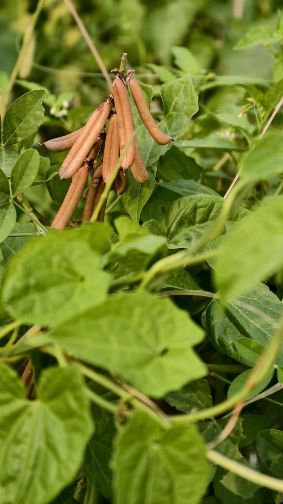 A cluster of brown, elongated seed pods is surrounded by vibrant green leaves in a lush garden setting