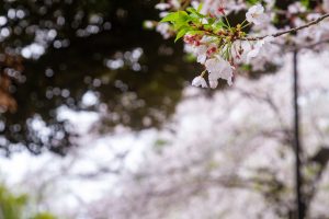 Delicate white cherry blossom petals and soft pink buds take center stage in this serene spring close-up. The softly blurred background of lush greenery and blossoms creates a dreamy, tranquil atmosphere.
