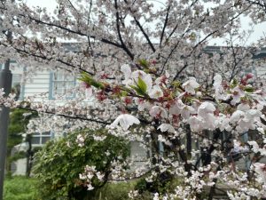 A close-up view of cherry blossom flowers in full bloom on a tree, with delicate pink and white petals and green leaves.