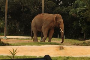 An elephant stands on a grassy area with a dirt path and plants in the foreground at Miami Zoo.
