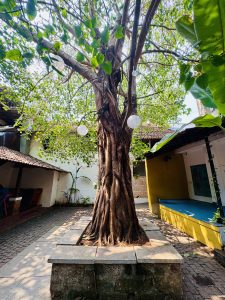 A large tree with thick roots in a courtyard, surrounded by buildings, with hanging lights and green leaves above.