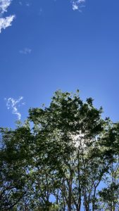 A view looking up at a lush green tree canopy against a bright blue sky, with sunlight filtering through the leaves