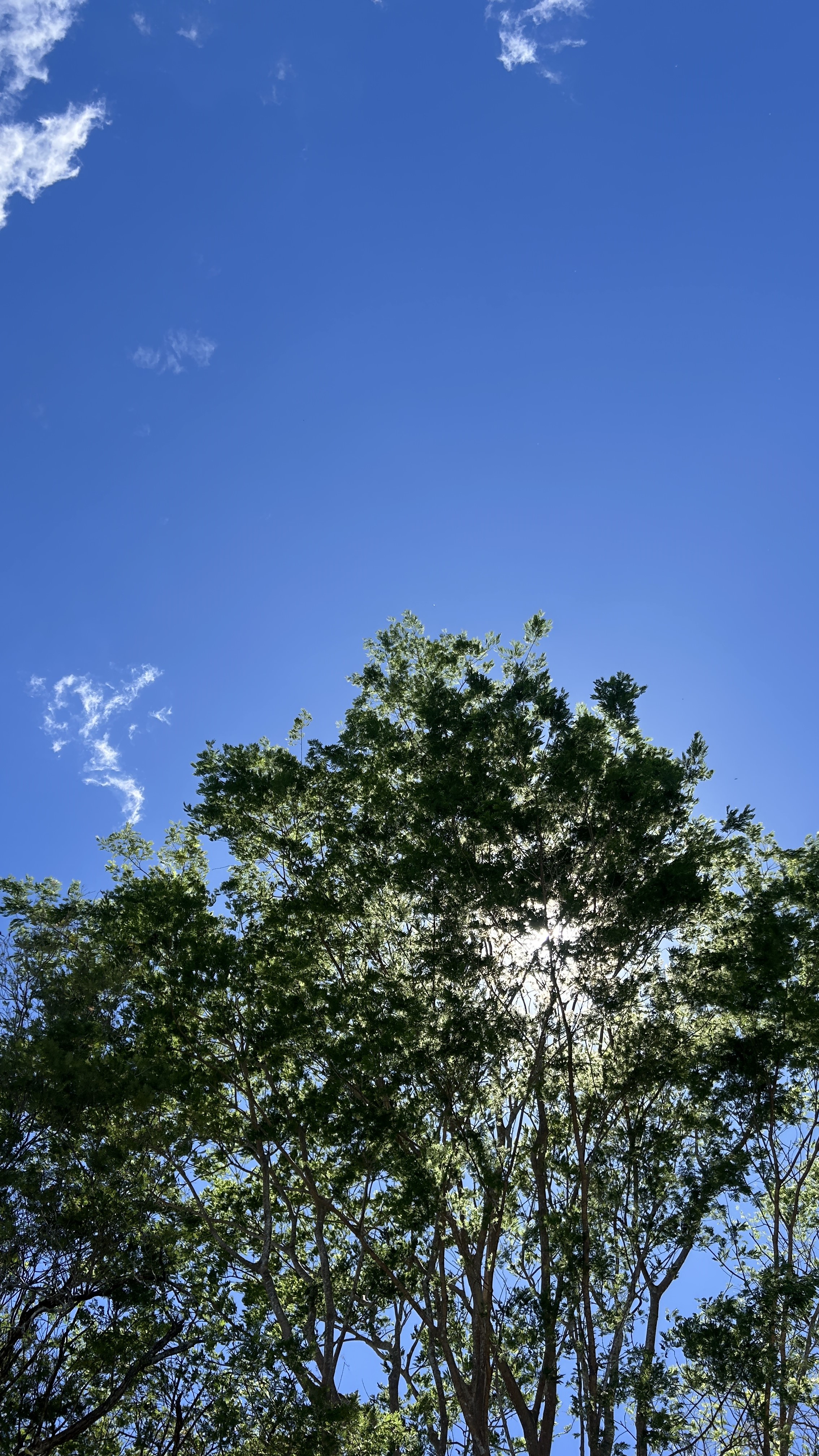 A view looking up at a lush green tree canopy against a bright blue sky, with sunlight filtering through the leaves