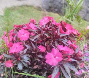 Bright pink flowers bloom amid dark green-red leaves in a lush garden setting.
