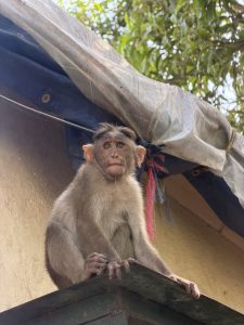A monkey, photo taken from about 1 meter away.  It's sitting, looking into the distance above the camera. The hair on the top of its head looks like it's parted in the middle.