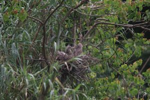 Three young Pond Heron chicks with soft spiky feathers sit together in a twig nest high in a leafy tree.
