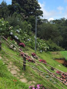 A vibrant garden displays hydrangeas in white, blue, and pink hues alongside red and magenta flowers, bordered by a wooden fence, lush green grass, tall trees, and a clear blue sky with scattered clouds. 