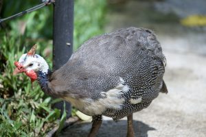Guinea fowl walking on the ground, showing dotted plumage and natural posture.