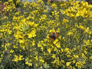 A vibrant field of bright yellow canola flowers with a butterfly perched on a bloom.