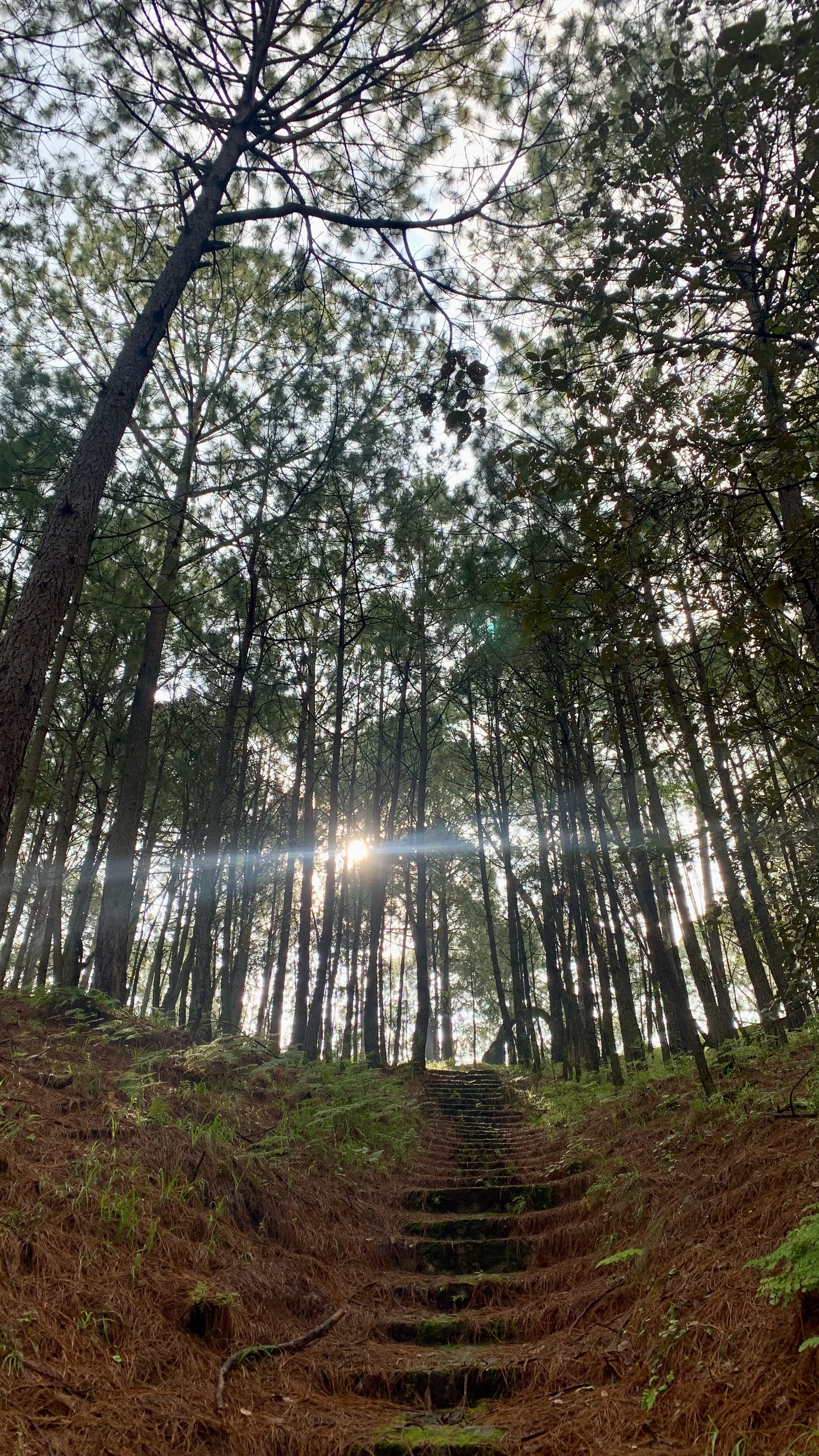 A moss-edged stone staircase climbs through a tall pine forest as low morning sunlight bursts through the trunks in a bright starburst. A thick carpet of pine needles covers the forest floor on either side.