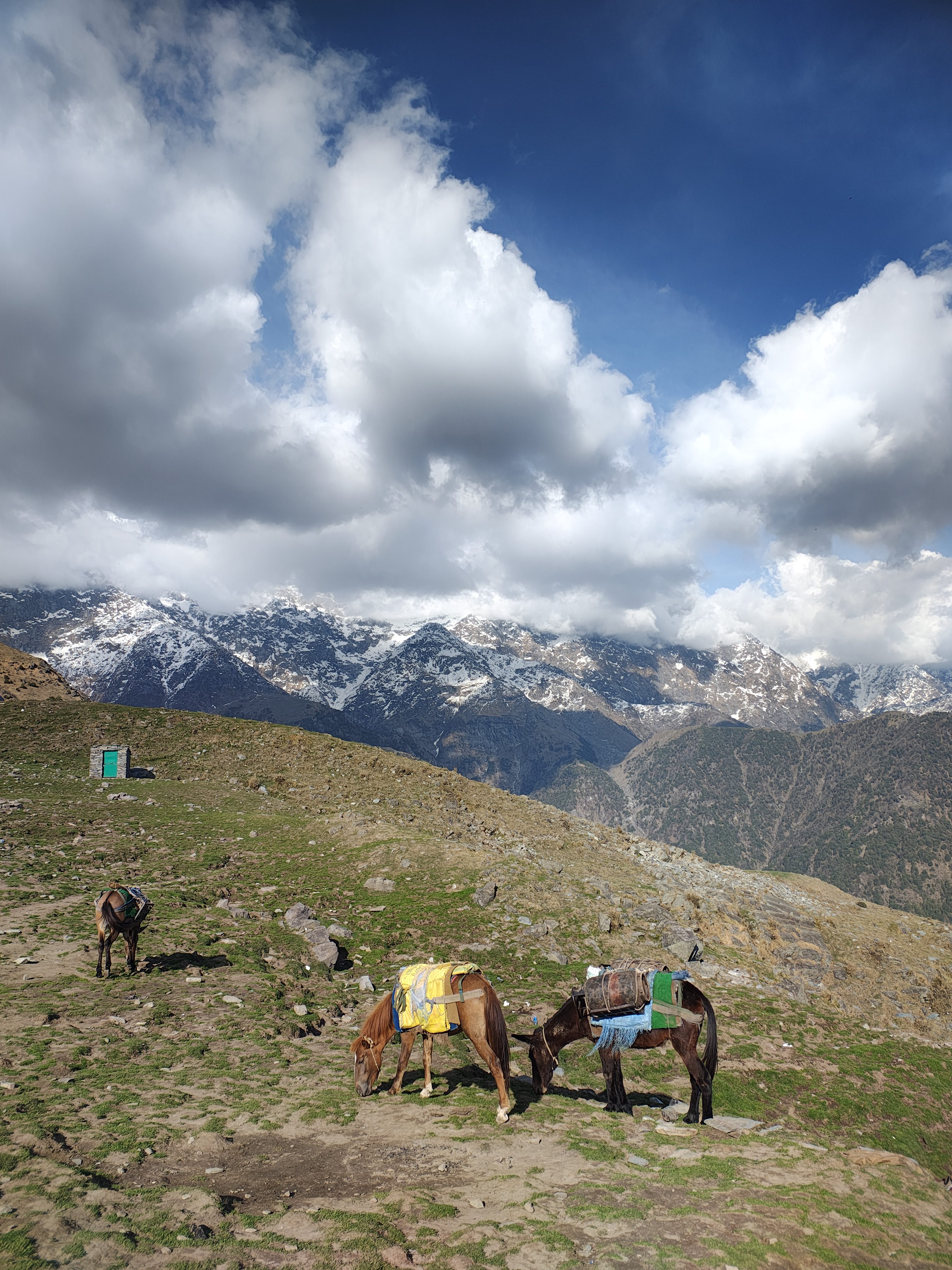 Two horses grazing on a grassy mountain slope with saddles on their backs. Snow-capped mountains and large clouds dominate the background.