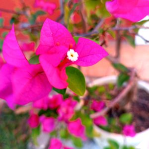 A close-up photo of vibrant pink bougainvillea flowers, featuring large, delicate petals and small white blooms in the center. 
