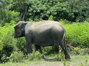 A solitary Elephant walking through dense green vegetation surrounded by lush trees and foliage.