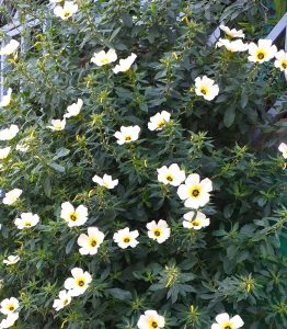 
A dense cluster of blooming white flowers with yellow and black centers, surrounded by lush green leaves. 