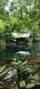 
A small wooden cabin with a metal roof is nestled among lush green foliage by a serene body of water.
