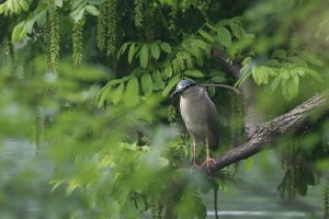 A Night Heron perched on a large branch above the water, with green leaves around it.
