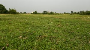 A low angle view of a wide green grassy field stretching toward a line of trees and distant buildings.