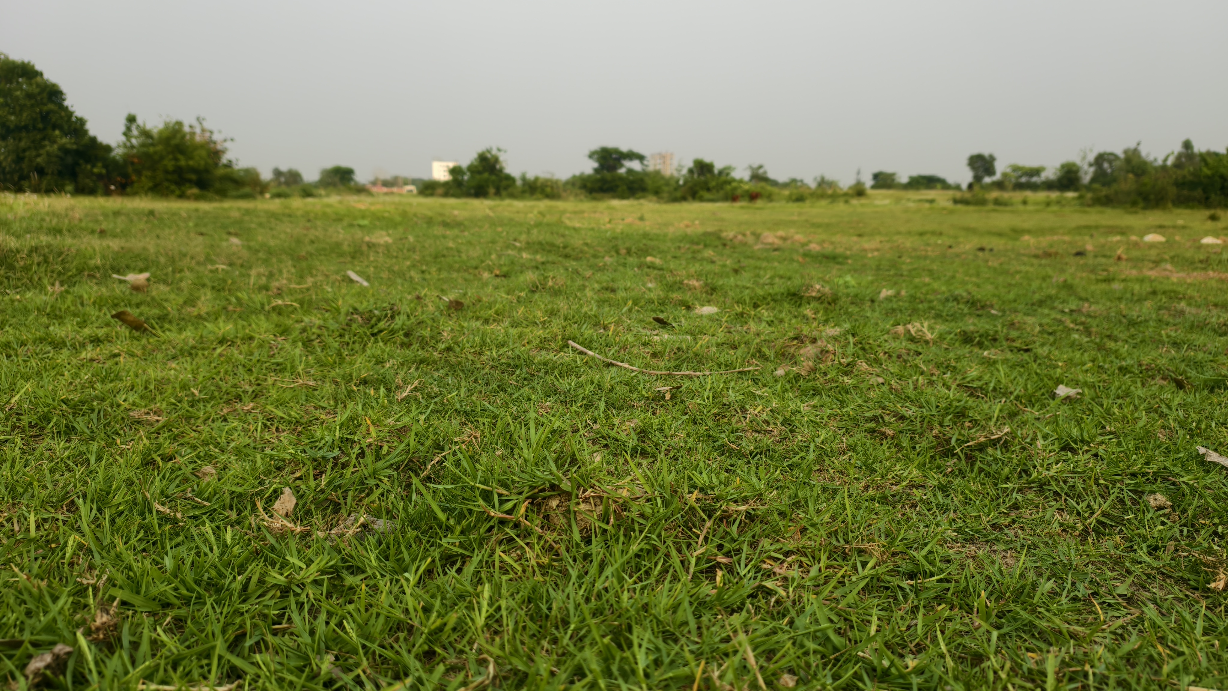 A low angle view of a wide green grassy field stretching toward a line of trees and distant buildings.