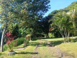 A lush green garden with a grassy path surrounded by tropical plants and tall trees. Sunlight filters through the leaves, giving the place a calm and natural atmosphere.