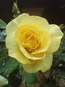 
A close-up of a vibrant yellow rose in full bloom, with soft petals and droplets of water on its surface
