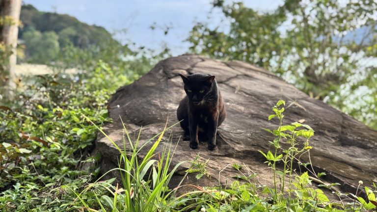 A sleek black cat sits on a flat brown rock surrounded by grass and weeds, looking down alertly, with a blurred coastal landscape and ocean in the background under a clear daytime sky.