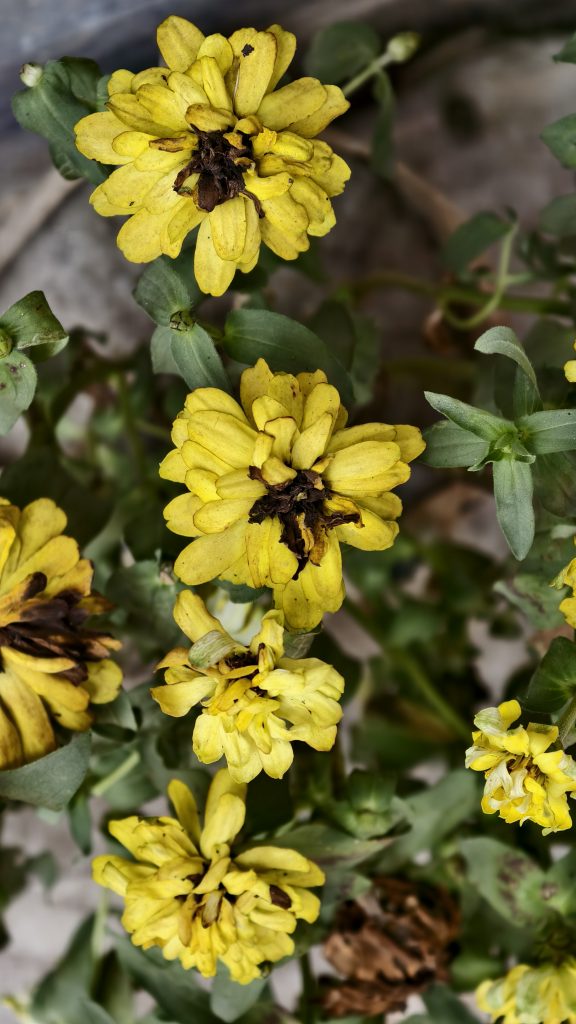 A cluster of bright yellow zinnia flowers with dark brown centers and slightly wilted petals surrounded by green leaves.