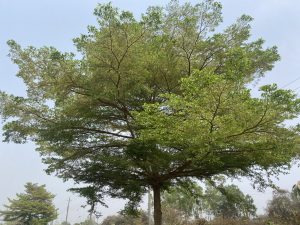 A large, lush green tree with a wide canopy stands majestically against a clear blue sky. Its branches extend outward, creating a serene and natural scene.