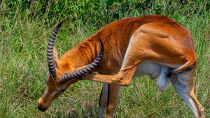 A dynamic, eye-level action photograph of a female Uganda Kob in mid-leap, captured from behind as it jumps through a field of dense, tall golden grass.