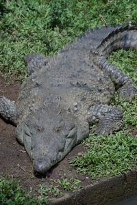 Crocodile lying on the ground, showing textured skin, elongated snout, and natural posture.