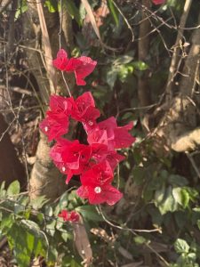 A close-up view of vibrant red bougainvillea flowers clustered together on a thin branch. The background features greenery, including leaves and stems, with a blurred backdrop of natural foliage.