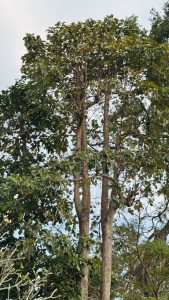 Tall trees with thick trunks and dense foliage stand against a partly cloudy sky. The lush forest scene features a mix of vibrant greenery and bare branches.