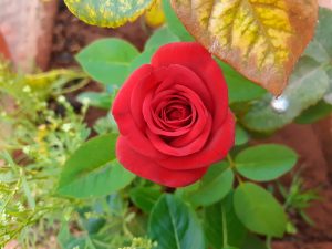 A single red rose blooms in the center, surrounded by green leaves.